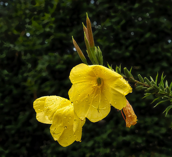 Nach dem Regen Von der Schönheit zum Verfall
