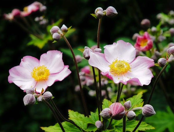 Herbst Anemone