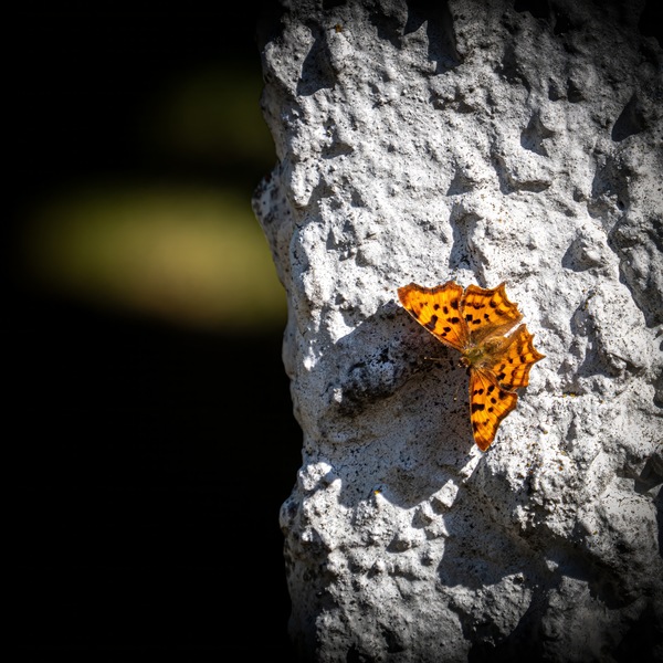 Summer in orange