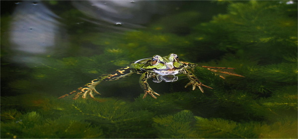 entspannter Schwimmer