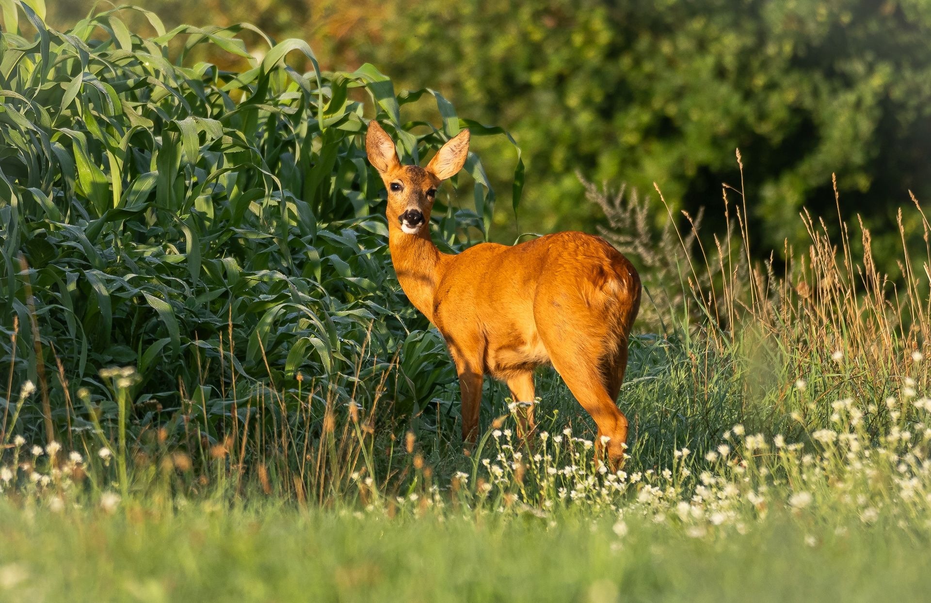 Reh am Morgen.. Reh am Morgen..