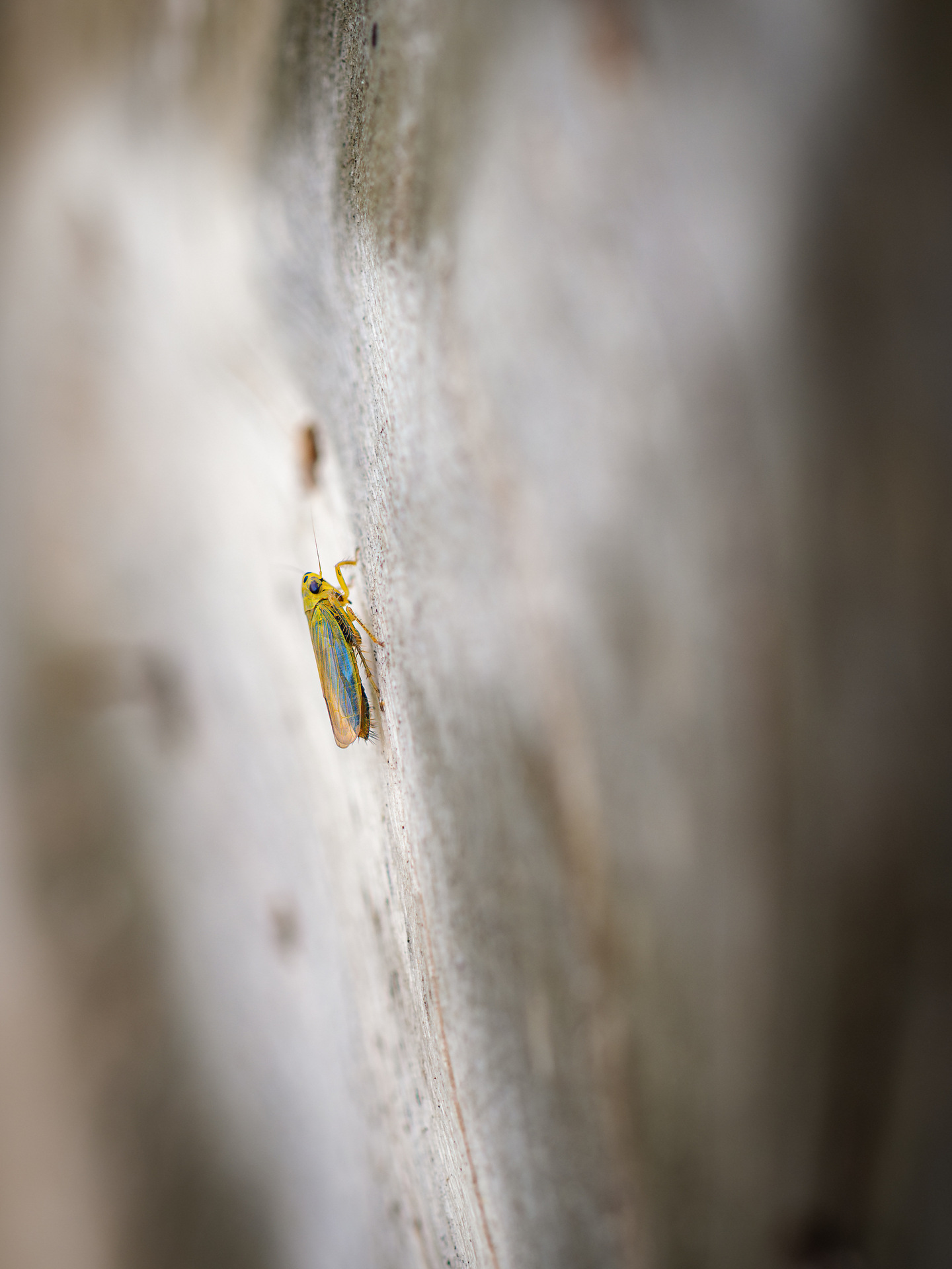 Binsenschmuckzikade Binsenschmuckzikade