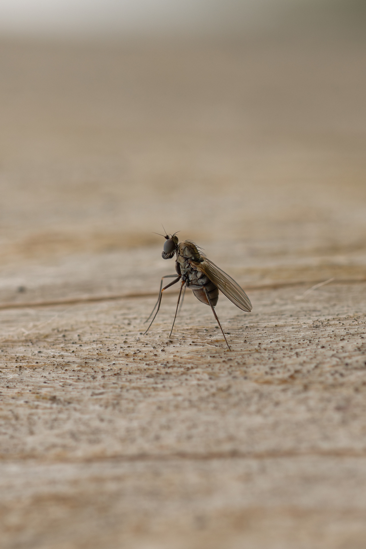 Die Tänzerin Die Tänzerin