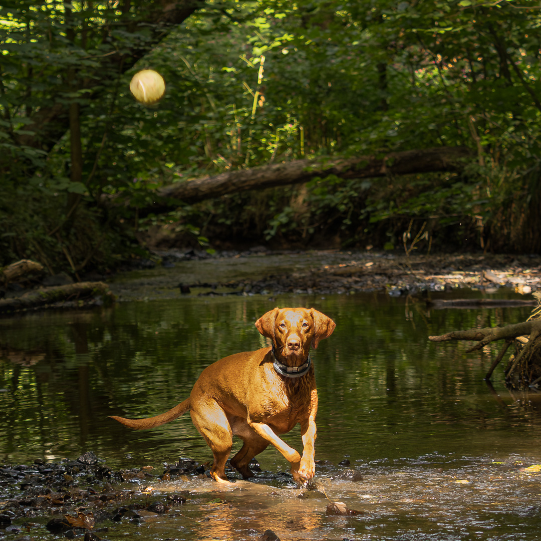 Vizsla in Action