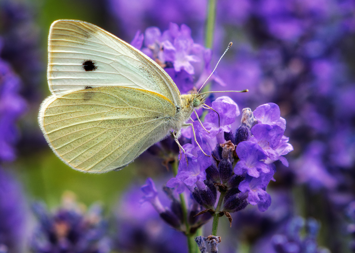 Kohlweißling Kohlweißling