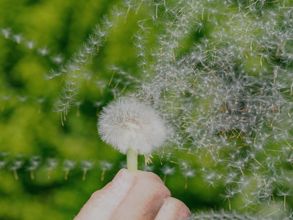 Pusteblume ..