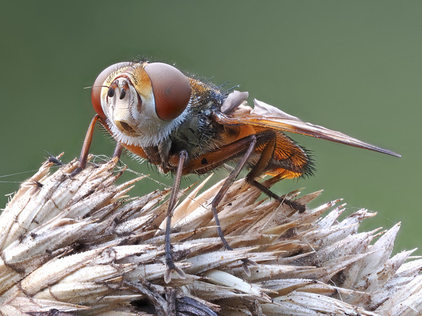 Breitflügelige Raupenfliege