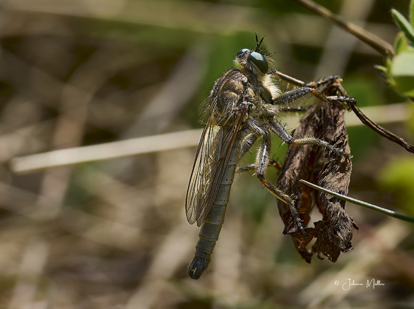Die Schlichte Raubfliege