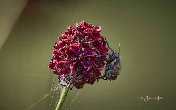 Graugelbe Polsterfliege am Großen Wiesenknopf