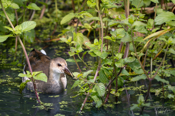Juveniles Teichhuhn