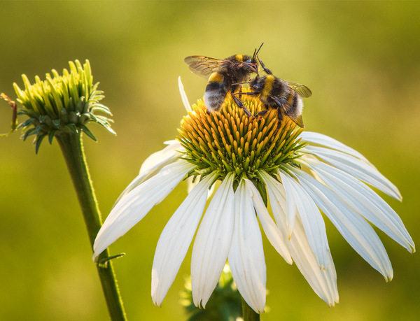 Zwei Hummeln im Kampf um einen Sonnenhut