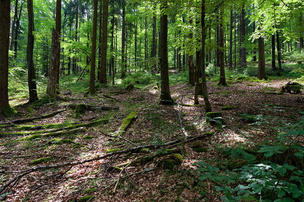In der Kernzone