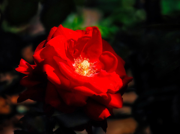 Deep Red for a true love