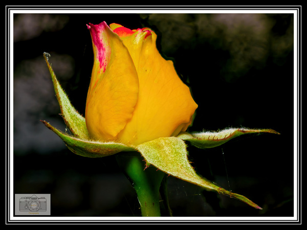 P8150025_Gelbe Rose.jpg