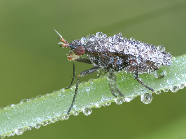 schwer zu tragen .....