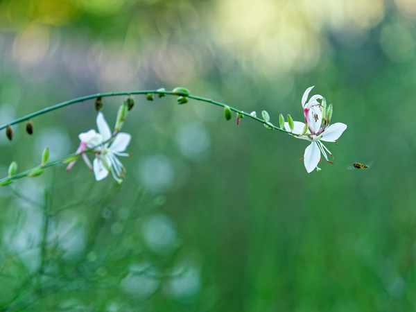 Gaura im Hermannsgarten in Weinheim