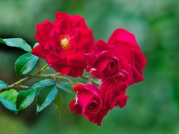 A bunch of red