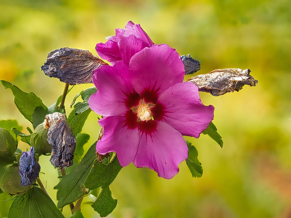 Hibiskus im Klostergarten Rosenthal Pfalz (Kerzenheim)