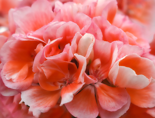 Into the pure pink / Cara Rosa pelargonium