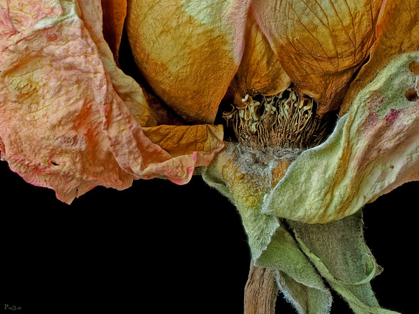 dry rose......zwei