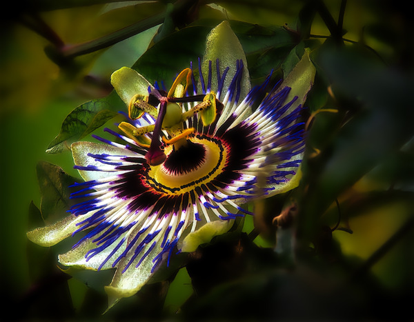 Passiflora