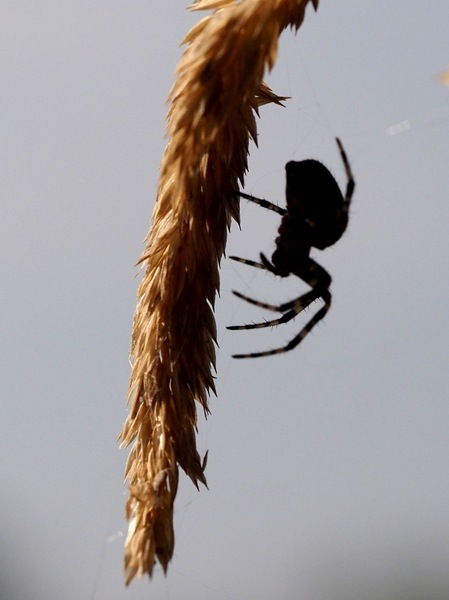 Spinne