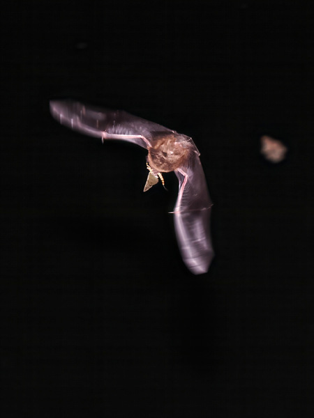 Fette Beute beim Flug durchs CT