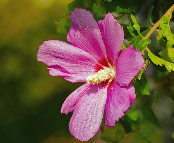 Hibiskus