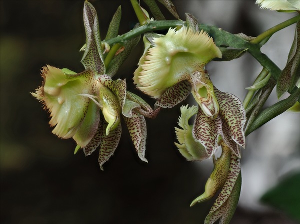 Catasetum fimbriatum ...