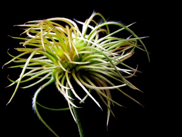 Clematis