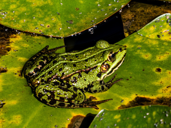 teichfrosch-1.jpg