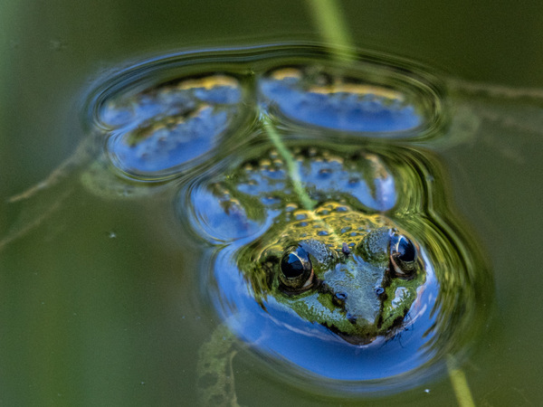 teichfrosch-7.jpg