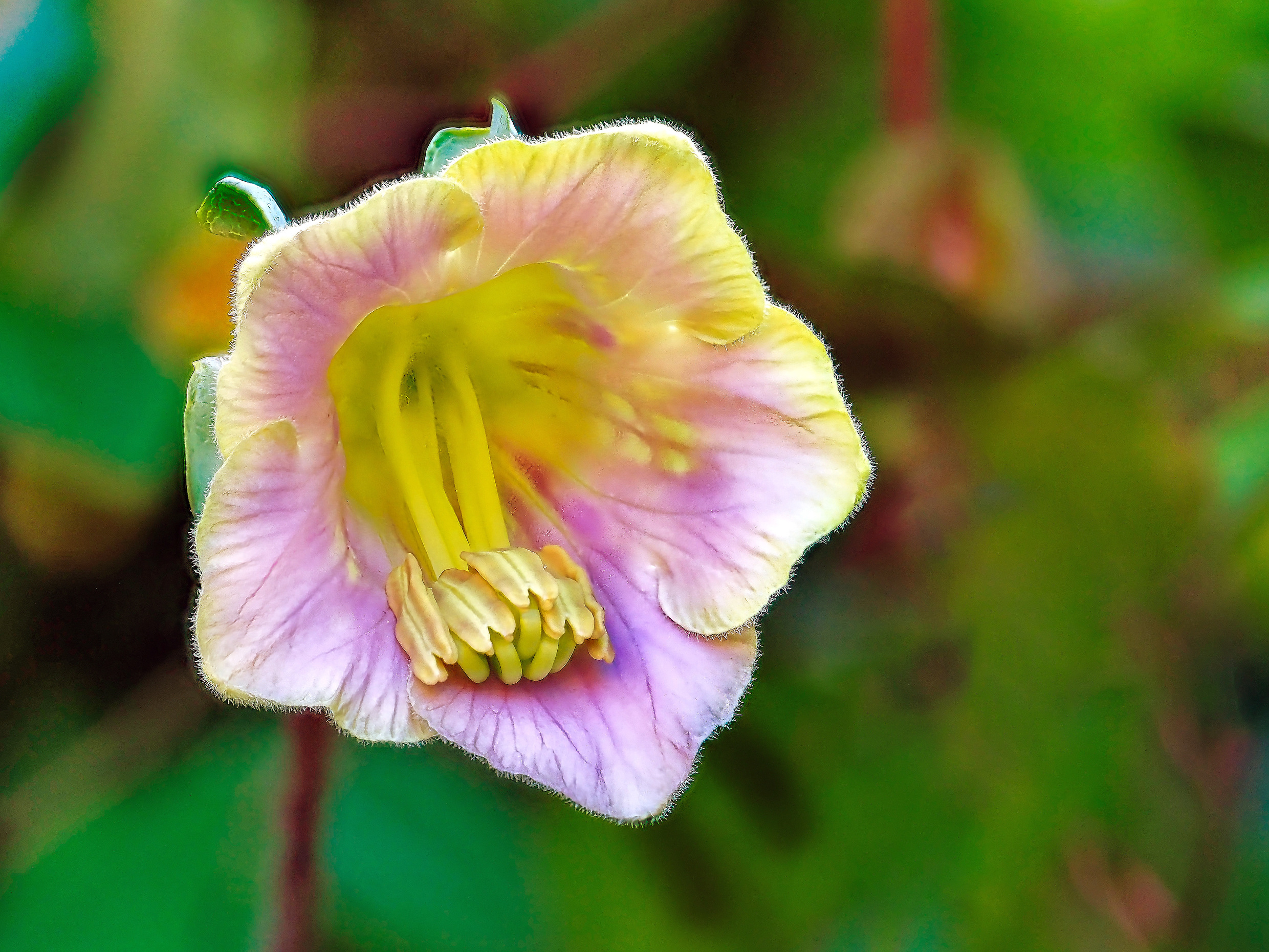 Makro und Close Up