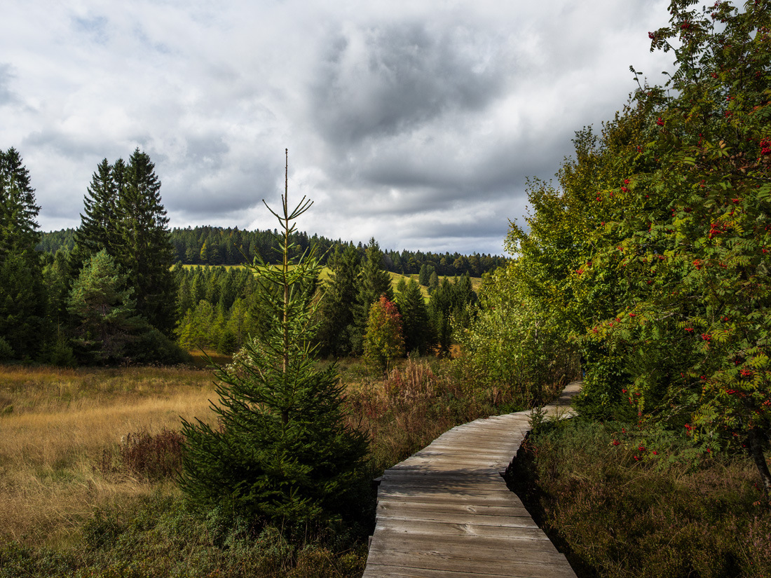 Spaziergang am Rande eines Moores Spaziergang am Rande eines Moores