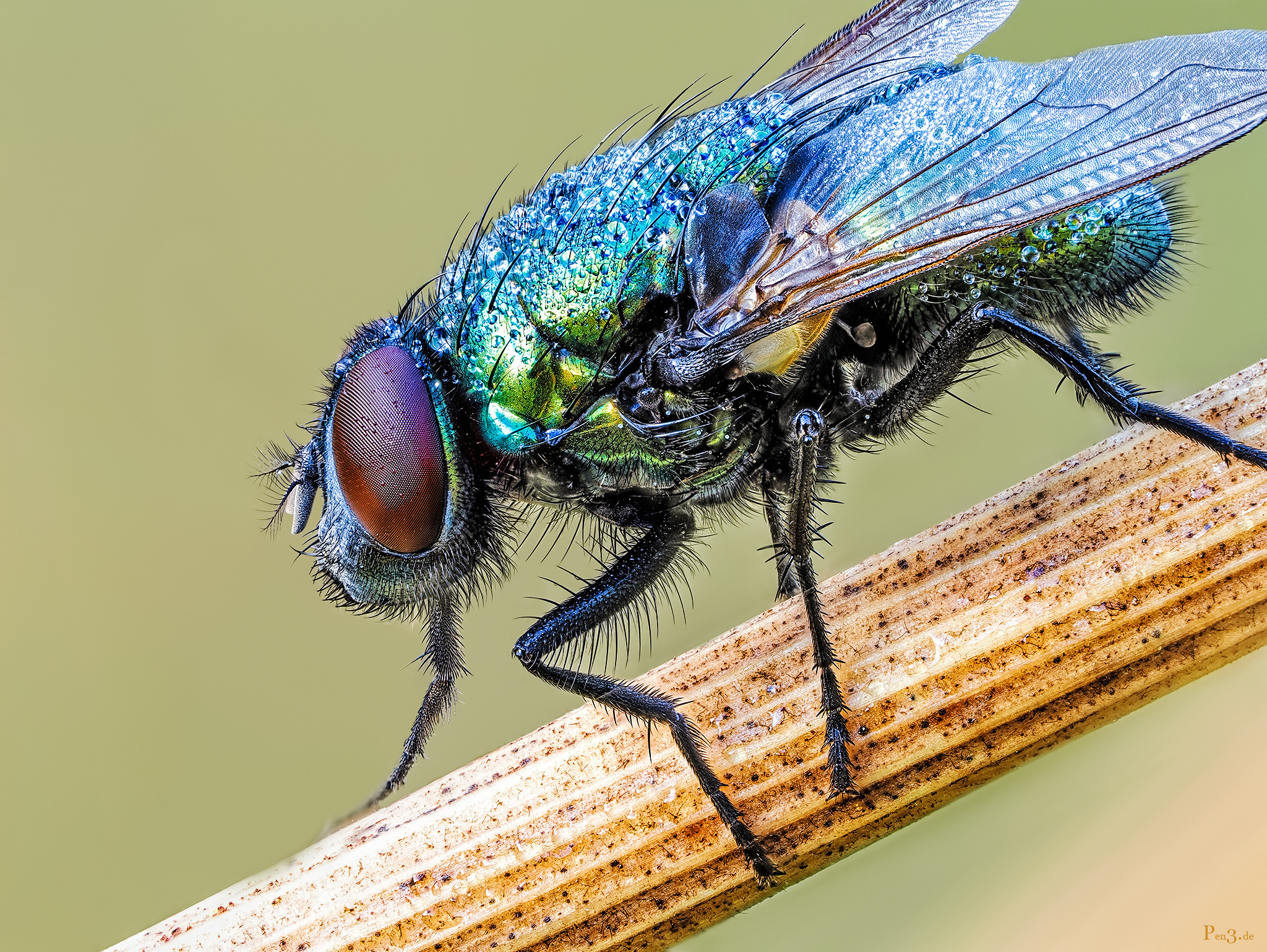 Goldfliege Goldfliege