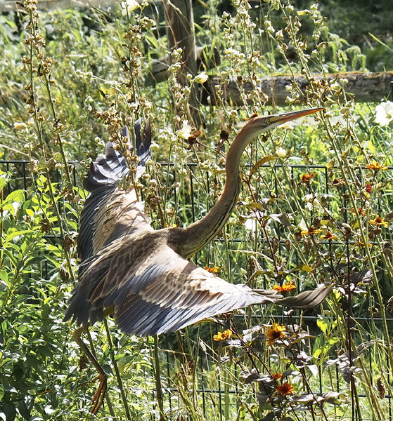 Graureiher - Start aus dem Garten