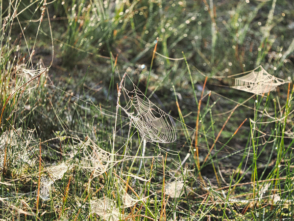 Spinnennetze am Morgen