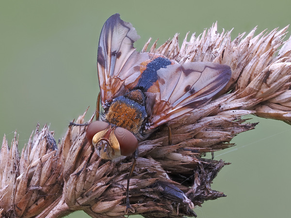 Raupenfliege