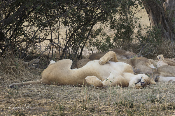 Versuch's mal mit Gemütlichkeit...