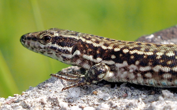 Echse