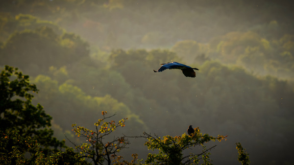 fly away