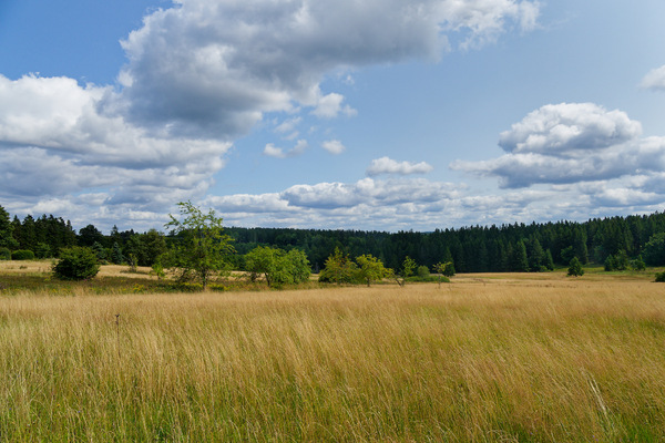 Ebertswiese im August