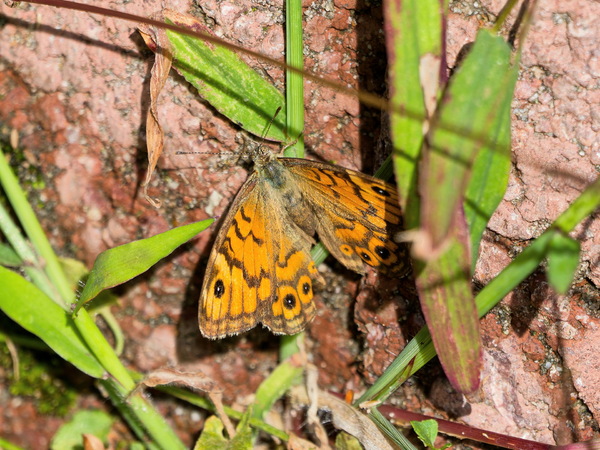Mauerfuchs