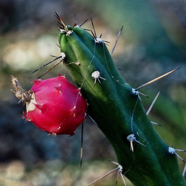 Eriocereus regelii ...