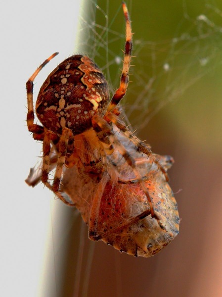 Kreuzspinne mit Beute