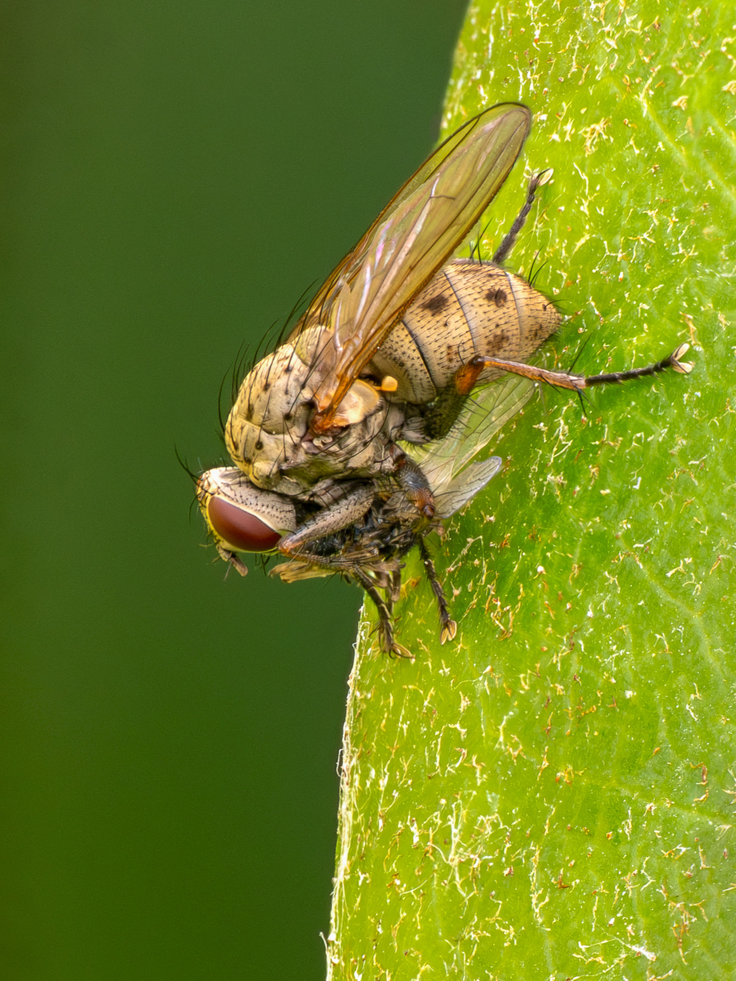 Kleine Raubhausfliege/Coenosia tigrina Kleine Raubhausfliege/Coenosia tigrina