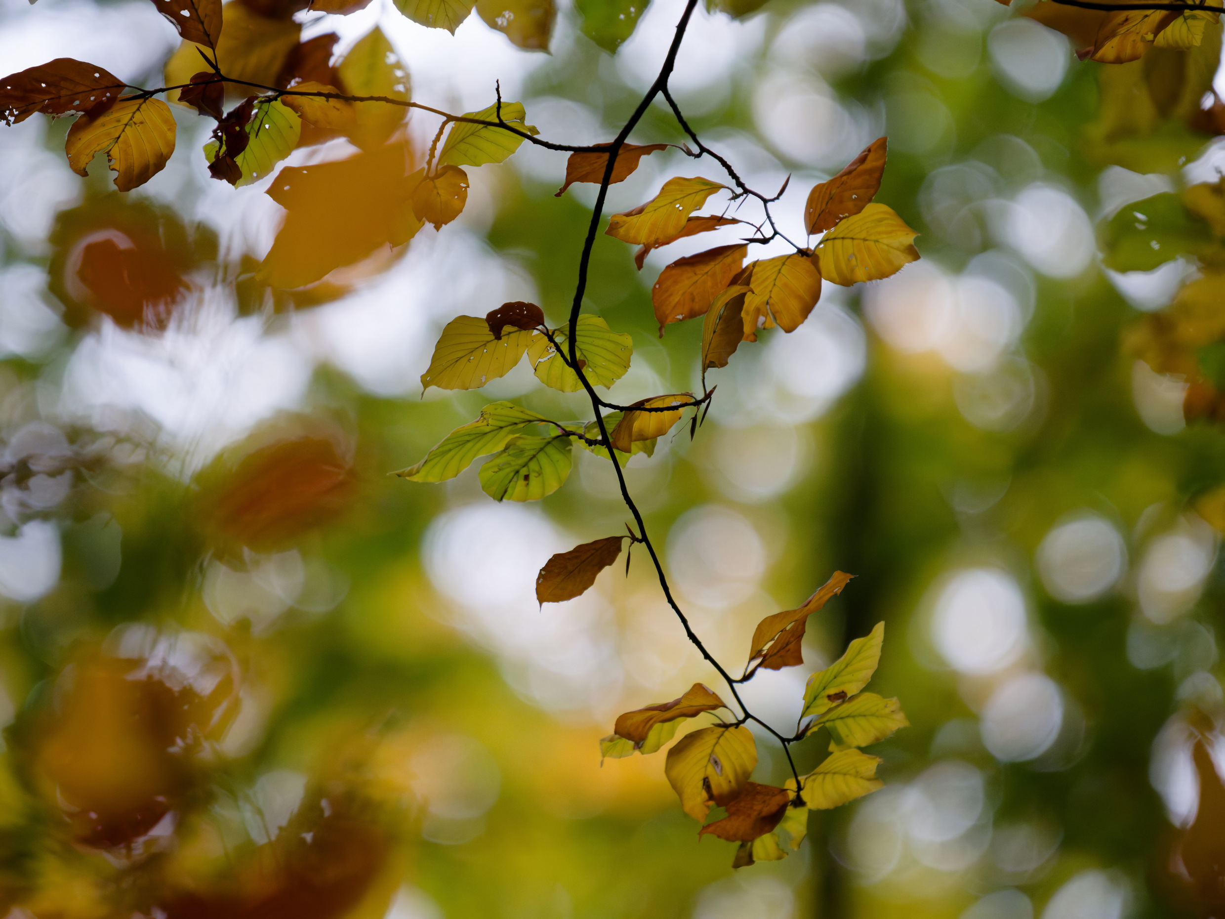 Herbst filigran Herbst filigran