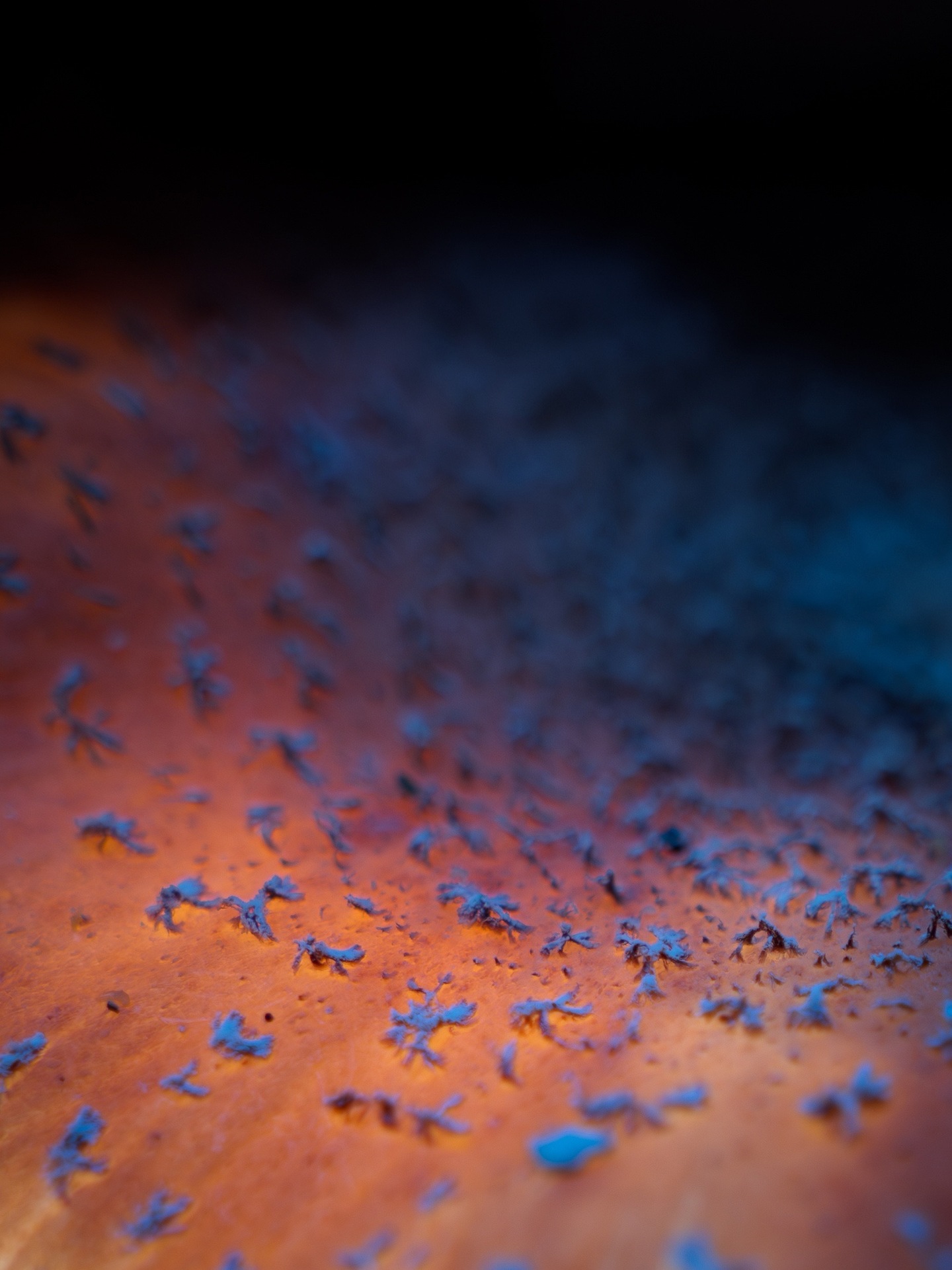 Einfach Pilz Einfach Pilz