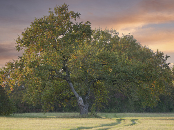 Abendstimmung im NSG