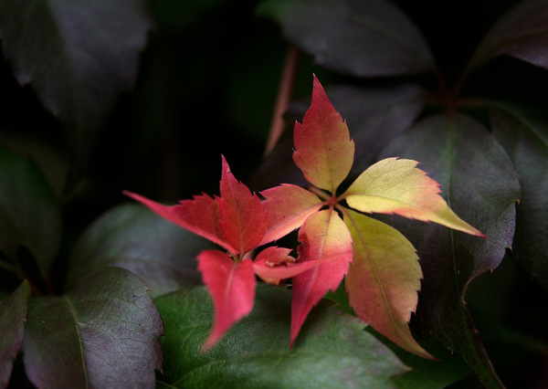 Herbstfärbung